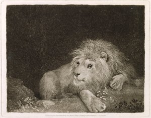 Un león (un león recostado) grabado por el artista, pub. 1788 de George Stubbs